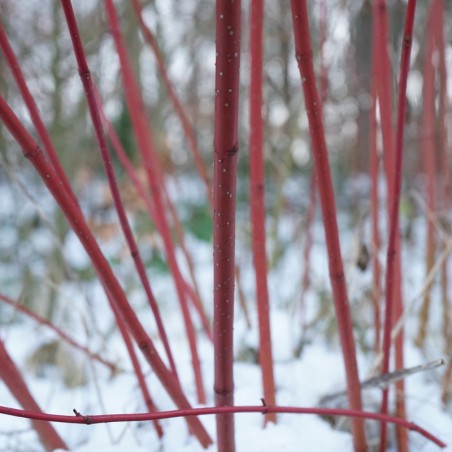 Cornouiller à bois rouge Kelseyi