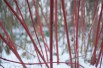 Kelseyi red-osier dogwood
