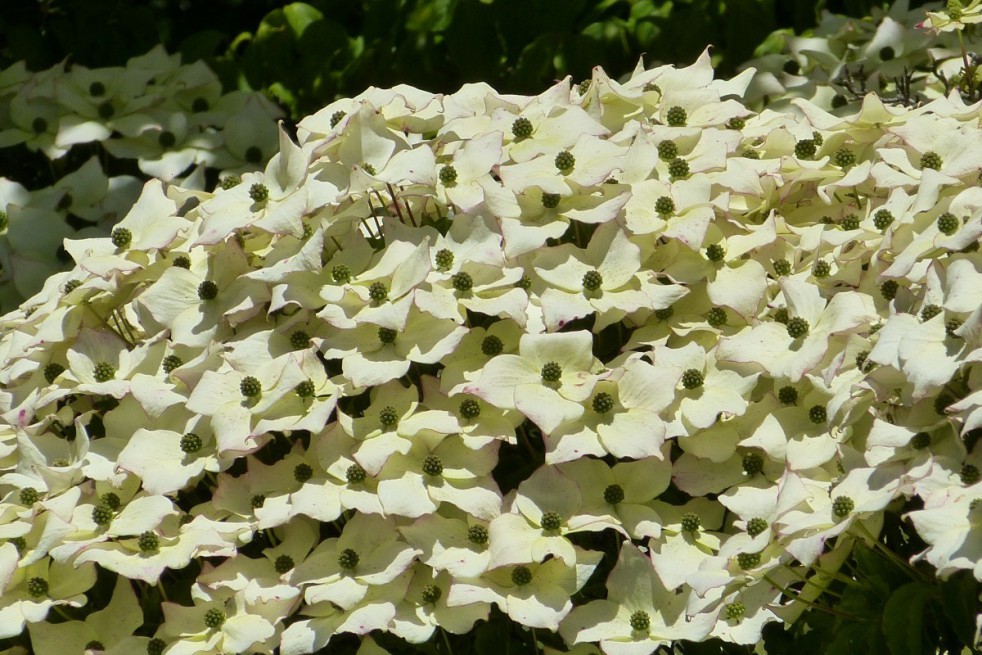 Dogwood Empress of China