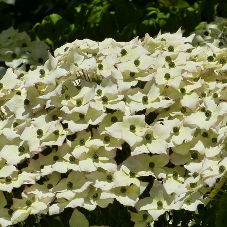 Dogwood Empress of China