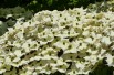 Dogwood Empress of China