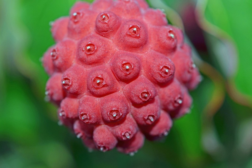 Dogwood Empress of China