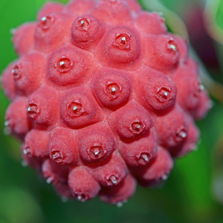 Dogwood Empress of China