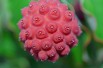Dogwood Empress of China