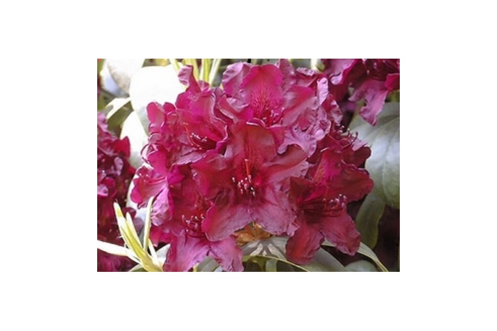 Rhododendron Cetewayo
