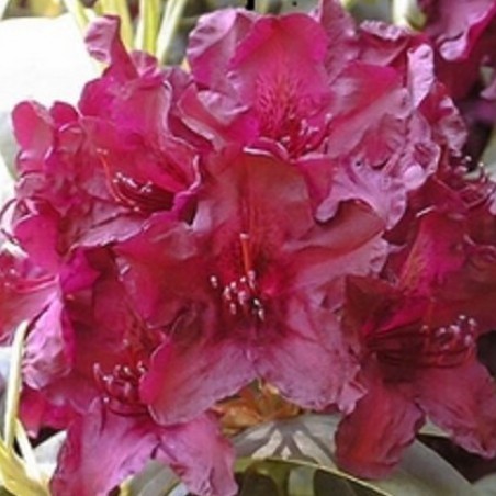 Rhododendron Cetewayo