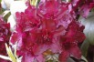 Rhododendron Cetewayo