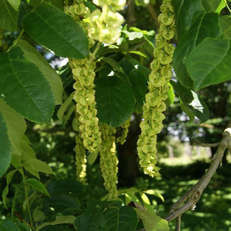 Kaukasische Flügelnuss - Pterocarya fraxinifolia