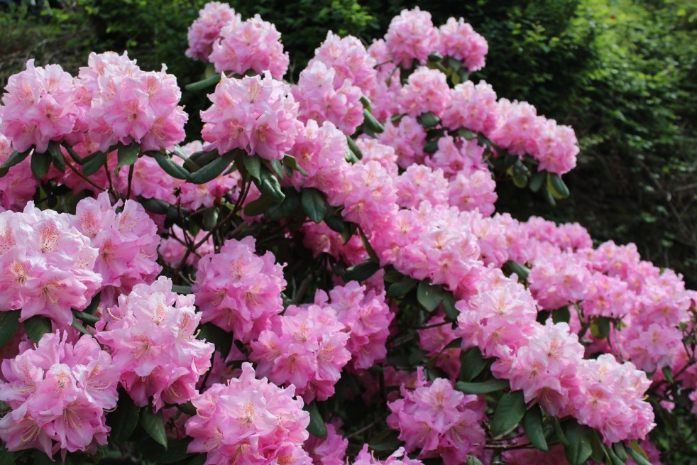 Rhododendron Pink Pearl