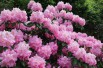 Rhododendron Pink Pearl Rhododendron Pink Pearl