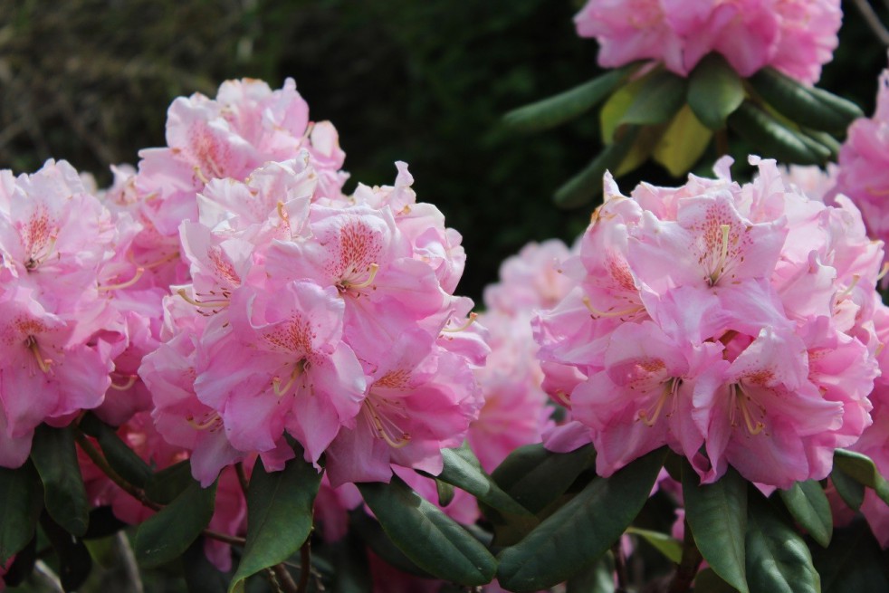 Rhododendron Pink Pearl