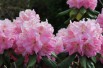 Rhododendron Pink Pearl