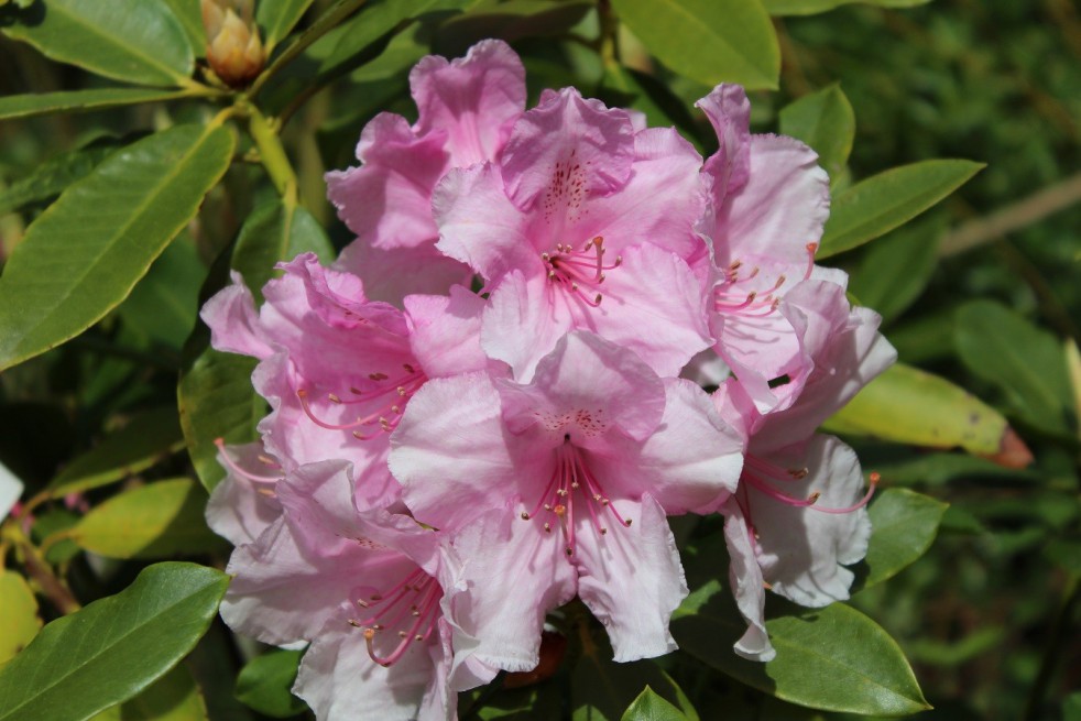 Rhododendron Pink Pearl