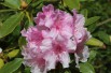 Rhododendron Pink Pearl