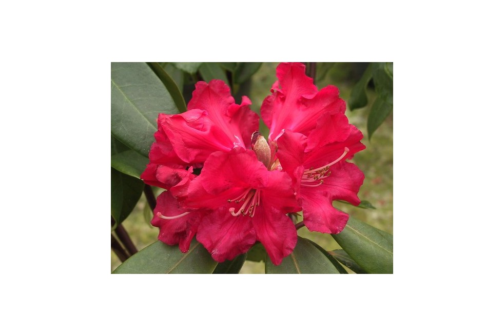 Rhododendron Halfdan Lem Rhododendron Halfdan Lem