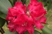 Rhododendron Halfdan Lem