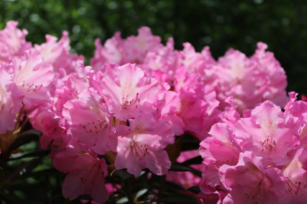 Rhododendron Yakushimanum Kalinka