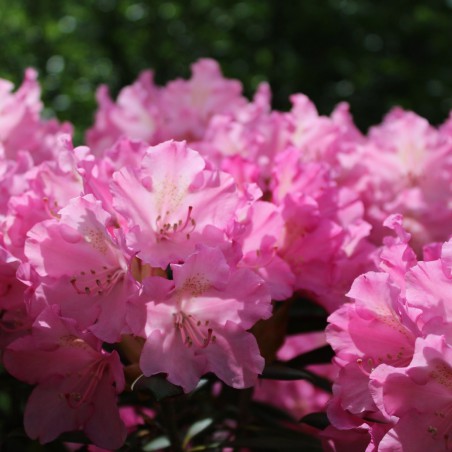 Rhododendron Yakushimanum Kalinka