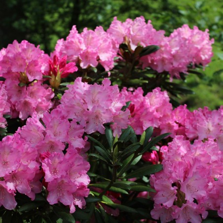 Rhododendron Yakushimanum Kalinka