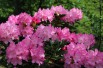 Rhododendron Yakushimanum Kalinka