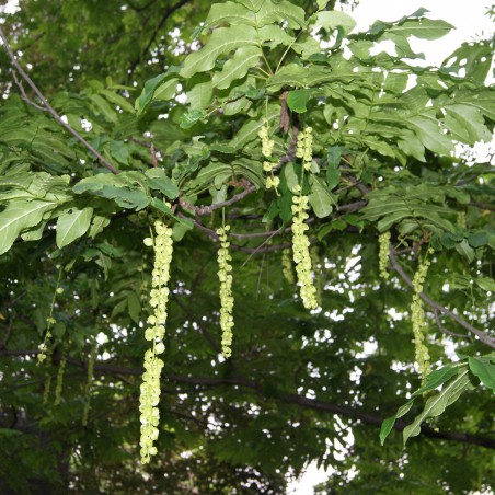 Caucasian walnut - Pterocarya fraxinifolia