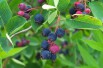 Alder-leaf shadbush