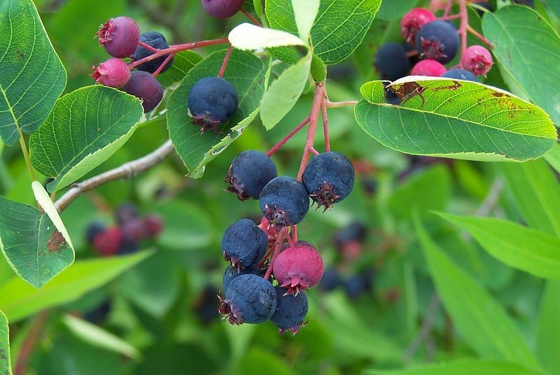 Alder-leaf shadbush