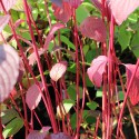 Siberian dogwood (young pink stems in autumn )