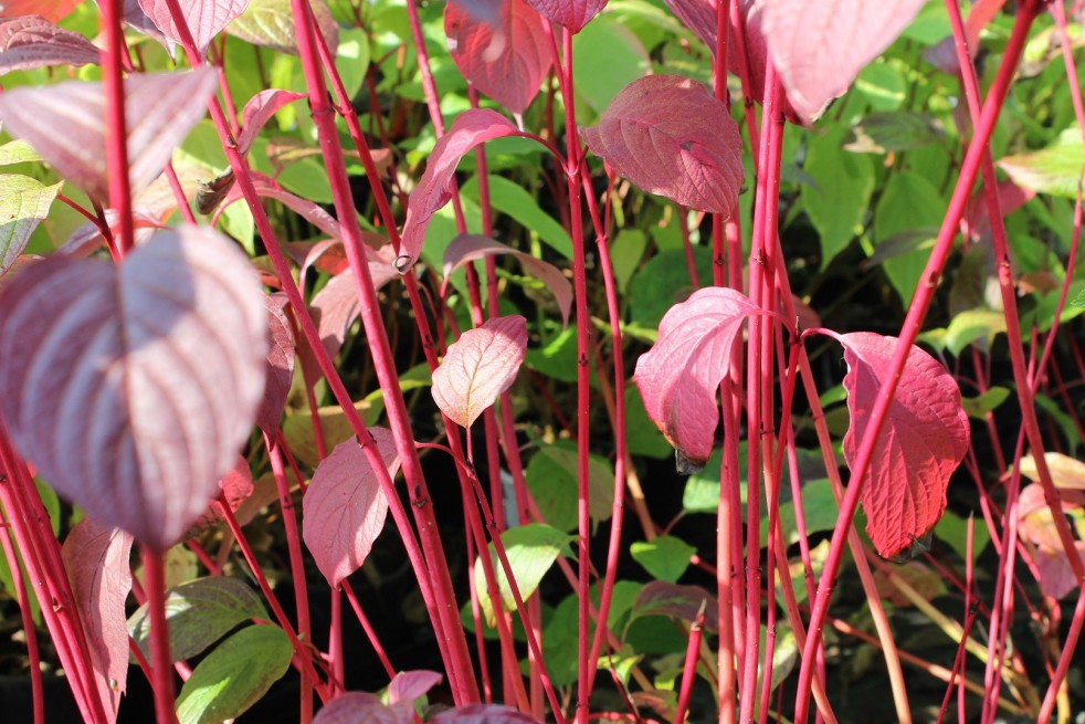 Siberian dogwood (young pink stems in autumn )