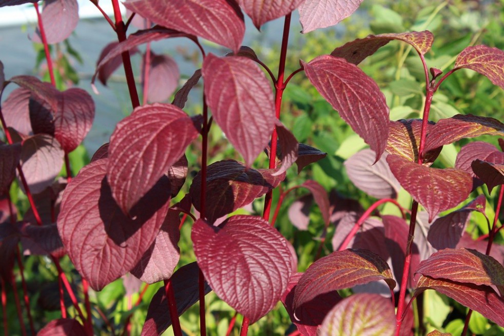 Witte kornoelje Sibirica (gebladerte in de herfst) Witte kornoelje Sibirica (gebladerte in de herfst)