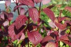Siberian dogwood (foliage in autumn)