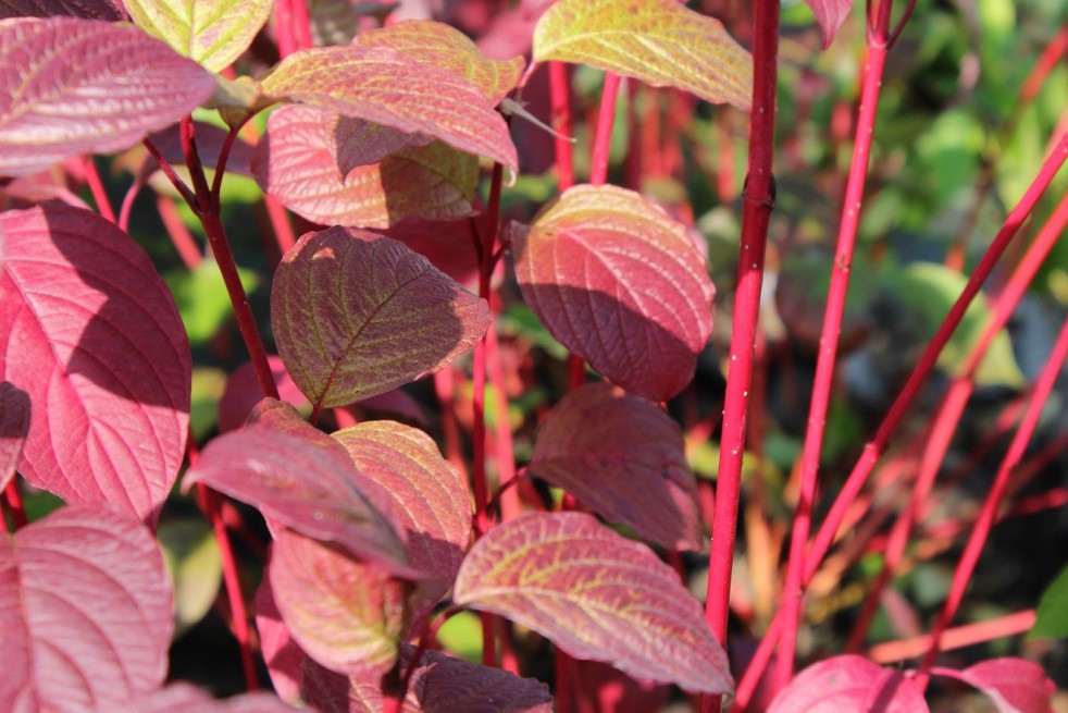 Siberian dogwood (foliage in autumn)