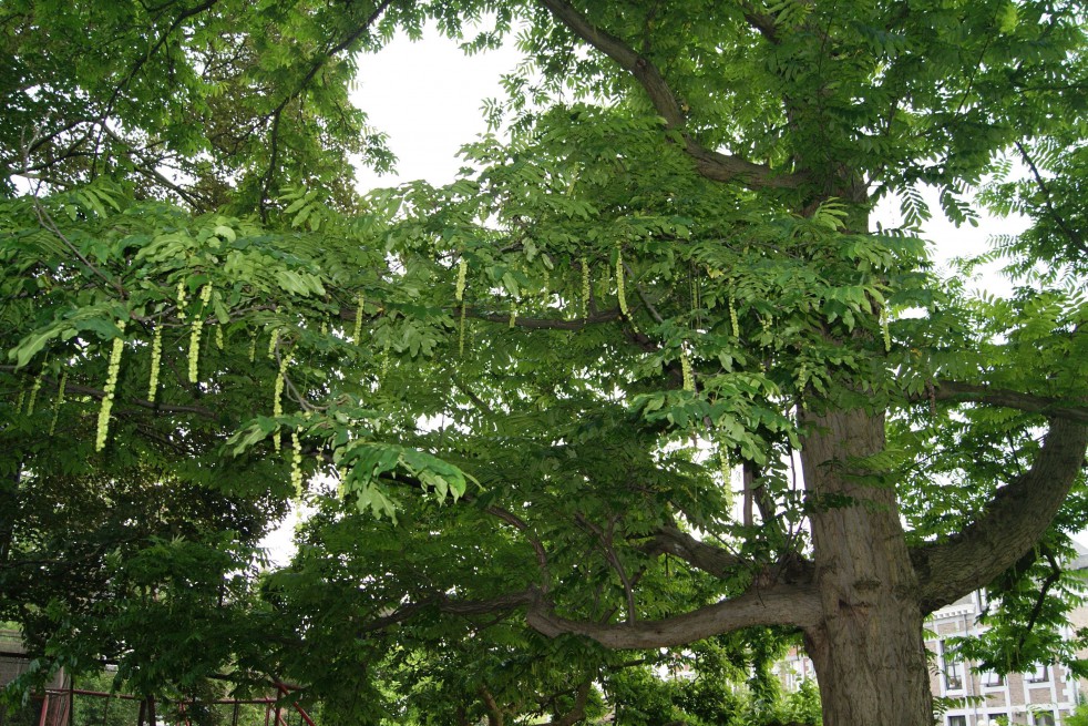 Liste des arbres fruitiers — Wikipédia