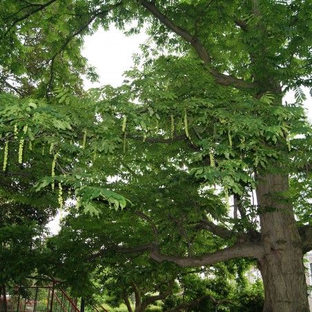 Caucasian walnut - Pterocarya fraxinifolia