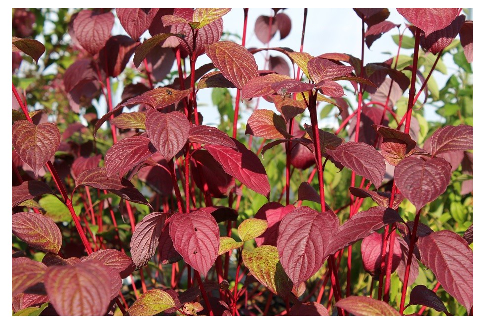 Witte kornoelje Sibirica (gebladerte in de herfst) Witte kornoelje Sibirica (gebladerte in de herfst)