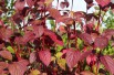 Siberian dogwood (foliage in autumn)