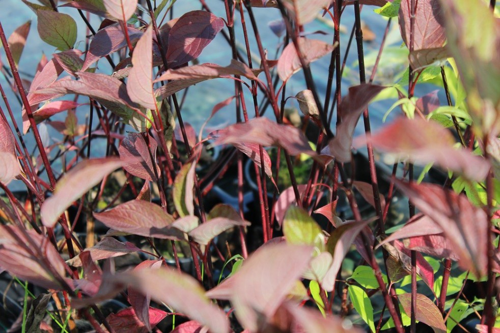 White dogwood Kesselringii (foliage in autumn)