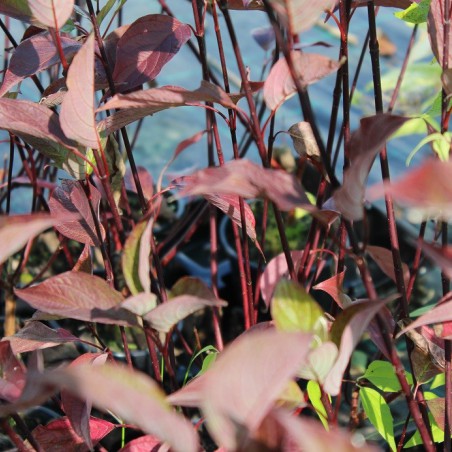 White dogwood Kesselringii (foliage in autumn)