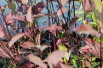 White dogwood Kesselringii (foliage in autumn)