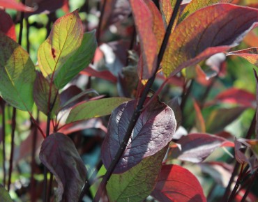 White dogwood Kesselringii (foliage in autumn)