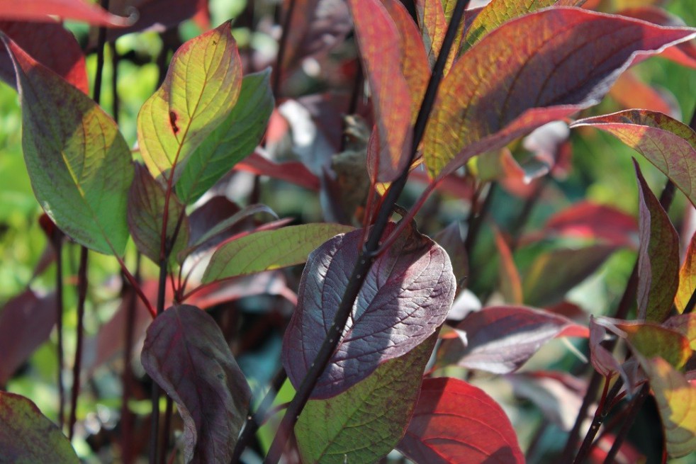 White dogwood Kesselringii (foliage in autumn)