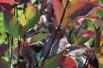 White dogwood Kesselringii (foliage in autumn)