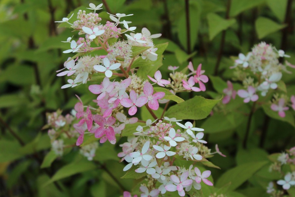 Pluimhortensia Confetti®