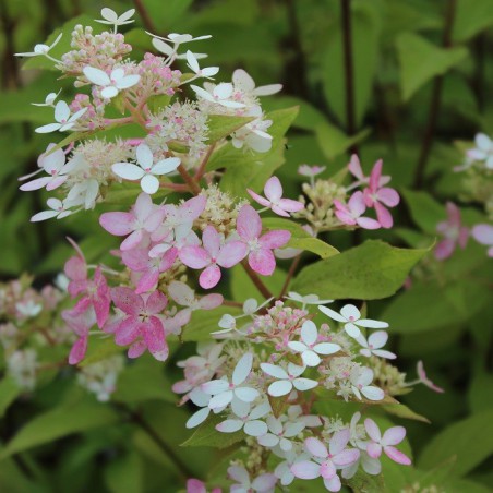 Confetti Panicle Hydrangea®