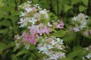 Confetti Panicle Hydrangea®