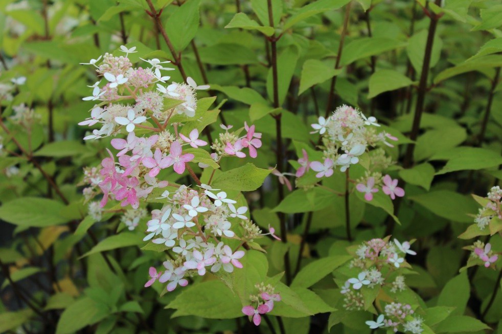 Confetti Panicle Hydrangea® Confetti Panicle Hydrangea®