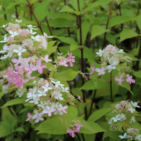 Confetti Panicle Hydrangea®