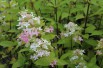 Hortensia paniculé Confetti®