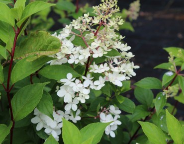 Hortensia paniculé Confetti®