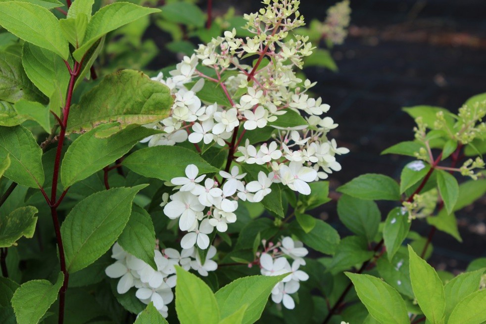 Confetti Panicle Hydrangea® Confetti Panicle Hydrangea®